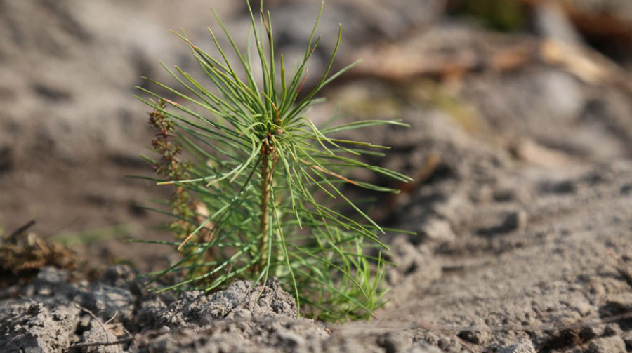 Дай лесу новае жыццё