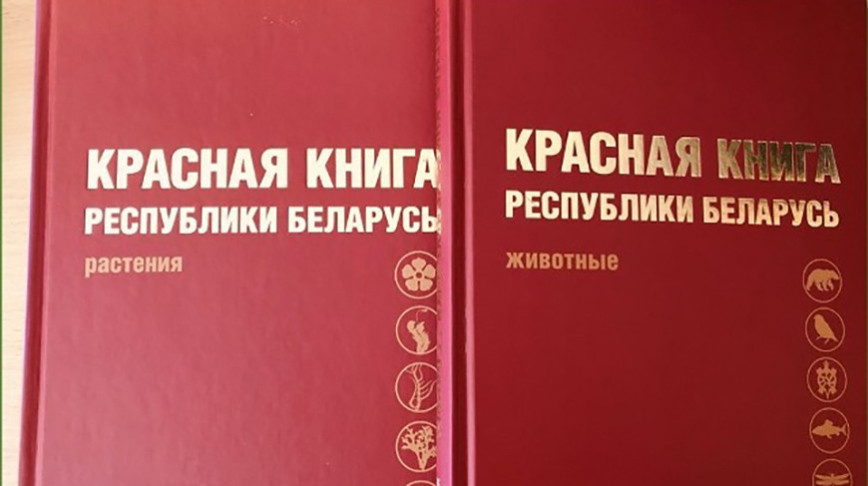 Пятую редакцию Красной книги Беларуси планируют издать до конца года