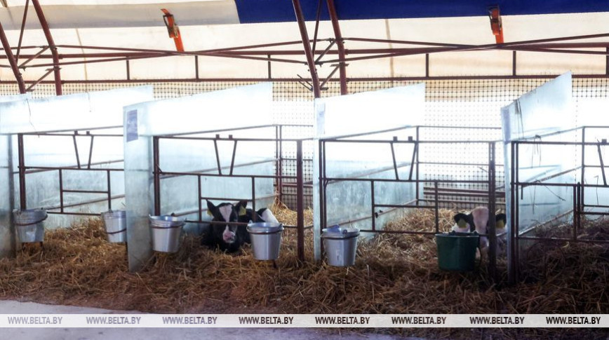 В Беларуси планируют возвести 48 современных МТК и более 500 профилакториев для телят