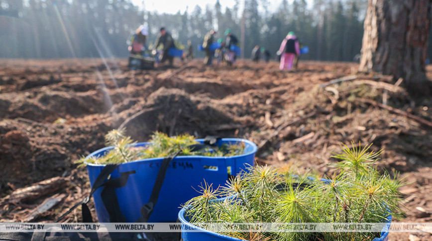 В республиканской акции "Лес! Дабро! Парадак!" приняли участие почти 58 тыс. человек
