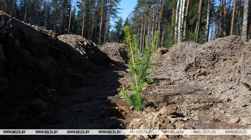 Единый день озеленения пройдет в Беларуси 11 октября