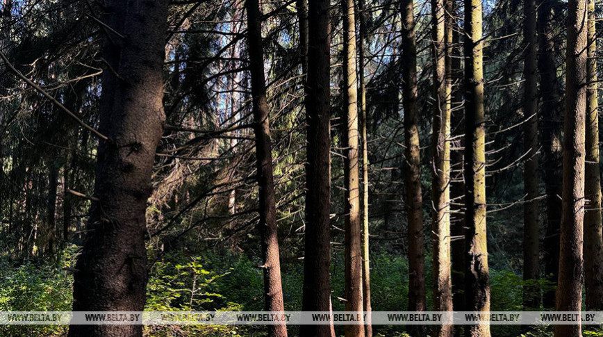 Посещение лесов ограничено на большей части территории Беларуси