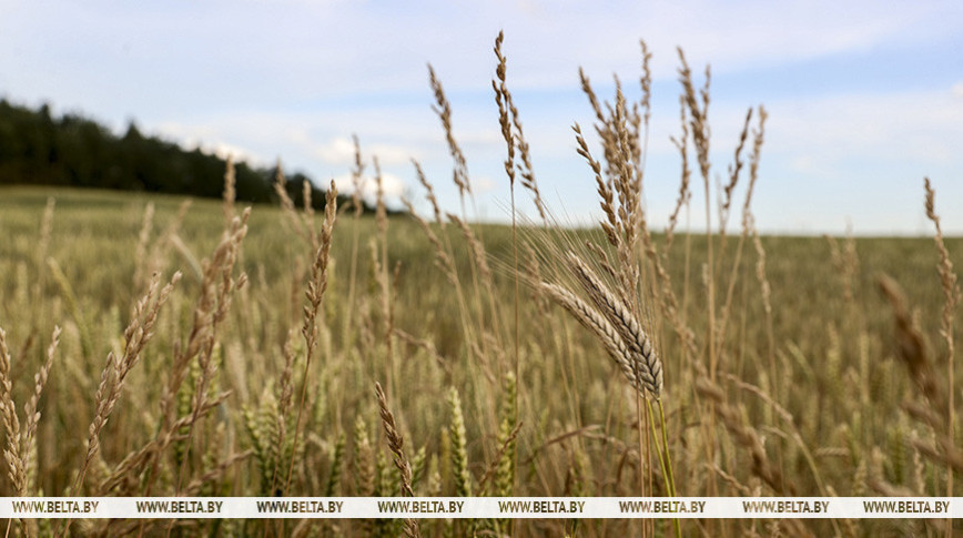 На какой урожай нацелены аграрии Гомельской области. Прогноз от главы региона