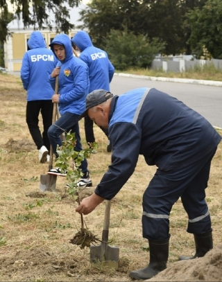 Молодежь высадила аллею деревьев