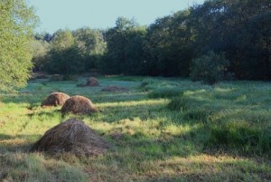 Республиканский биологический заказник «Днепро-Сожский»